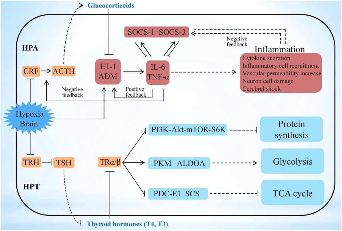 Hypoxia stress exerts responses involving the HPA and HPT axes.