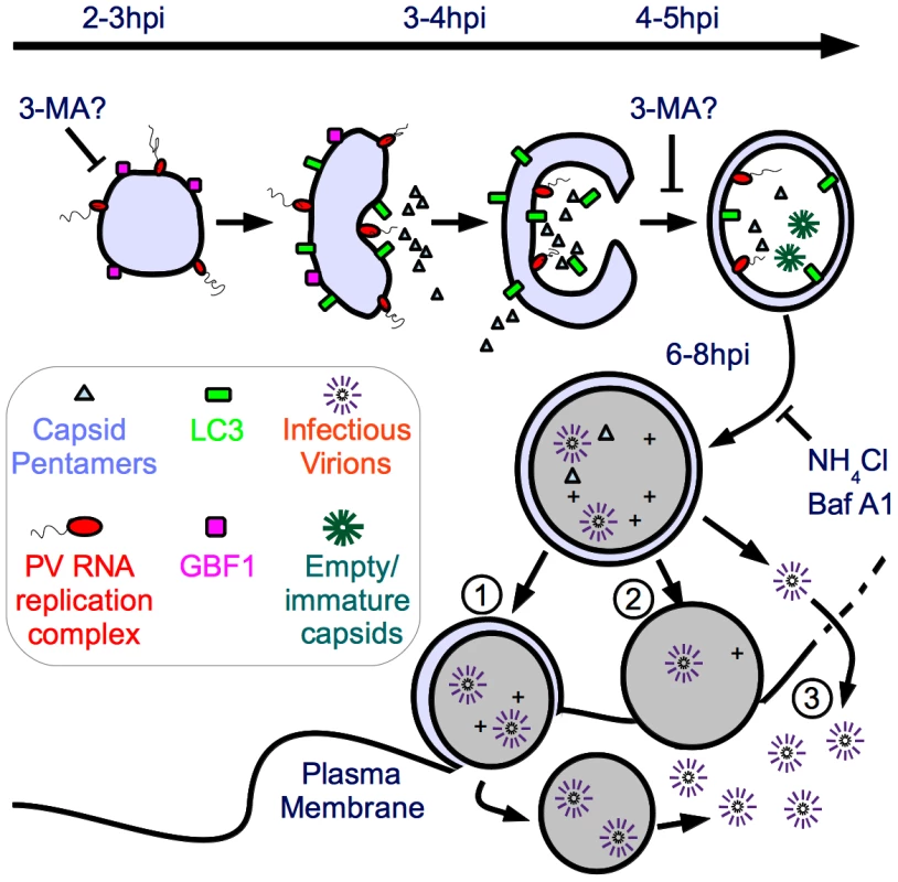 Model of potential roles of autophagosome-amphisome in PV production and cell exit.