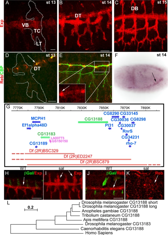 Tracheal expression of <i>exp</i> and <i>reb</i>.