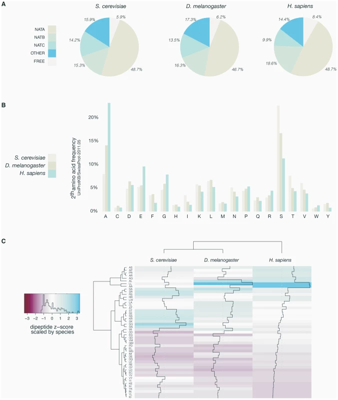 Overview of yeast, fruit fly, and human N-termini in NAT-classes and amino acid prevalence.