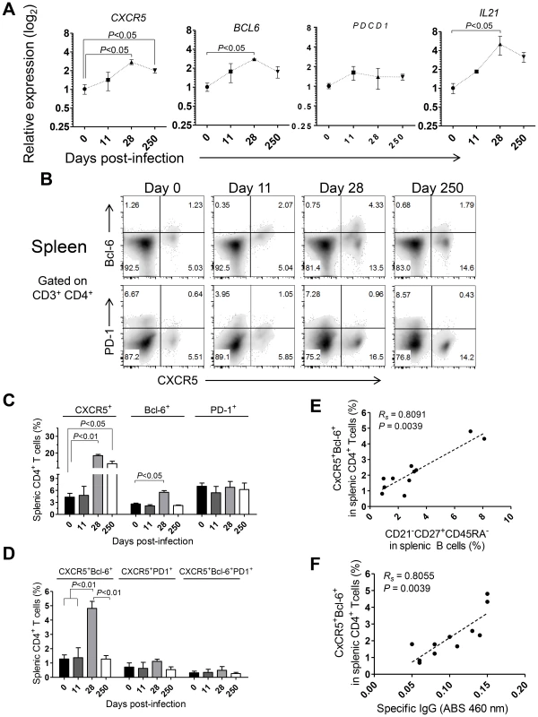 Abortive differentiation of splenic Tfh cells in <i>L. infantum</i>-infected rhesus macaques.