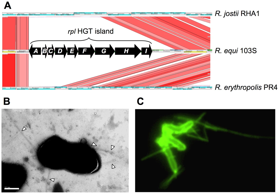<i>R. equi</i> pilus locus (<i>rpl</i>).