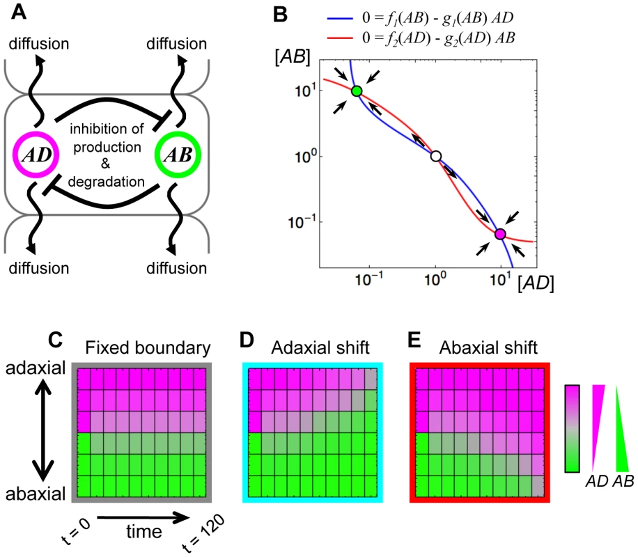 A simple mutual repression of genes mediated by mobile factors easily shifts the boundary between gene expression domains.