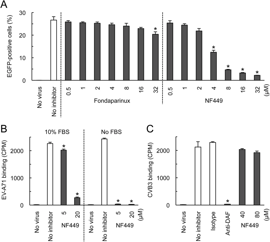 NF449 inhibits EV-A71 interactions with RD cells.