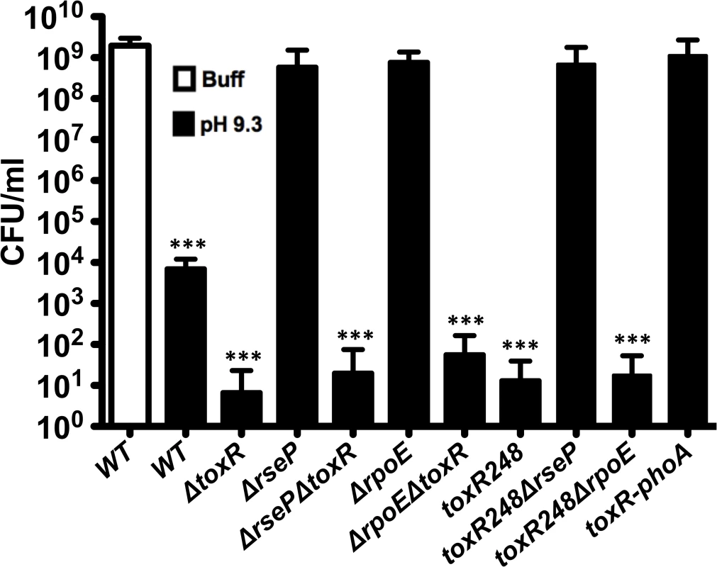 Reduction in culturability of <i>V</i>. <i>cholerae</i> depends on the loss of ToxR.