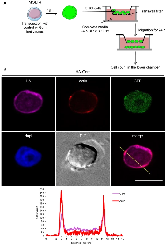 Gem expression is sufficient to increase chemokinesis and chemotaxis.