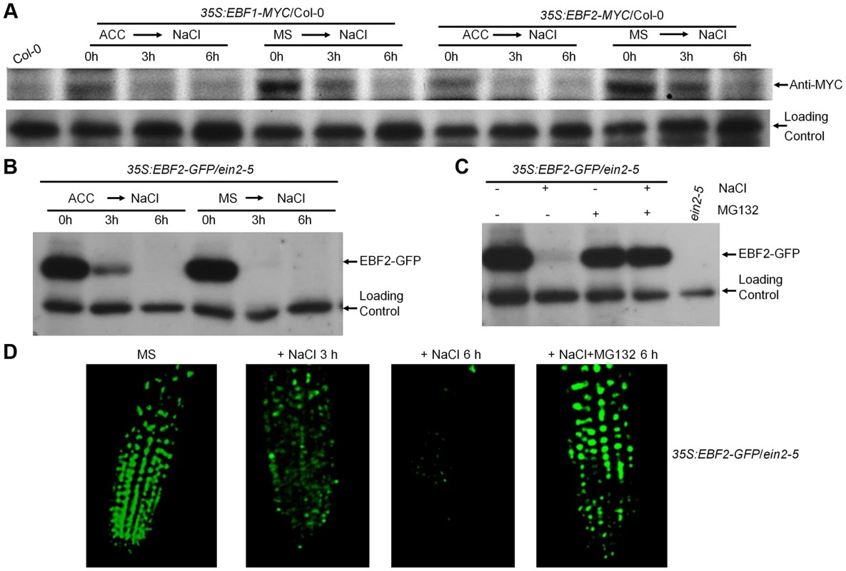 Salt treatment promotes EBF1/EBF2 protein degradation in an EIN2-independent manner.
