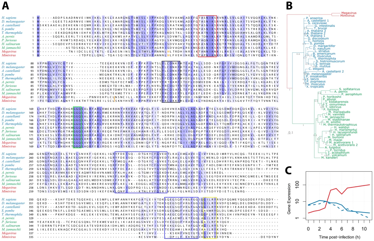 Multiple alignment of Mimivirus R726 and Megavirus mg280.