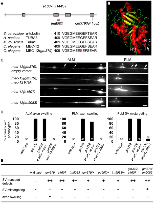 Genetic analysis of <i>gm379</i> and other <i>mec-12</i> alleles.