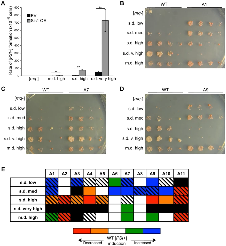 Sis1 over-expression and Rnq1 amyloidogenic regions influence the formation of [<i>PSI</i>+].
