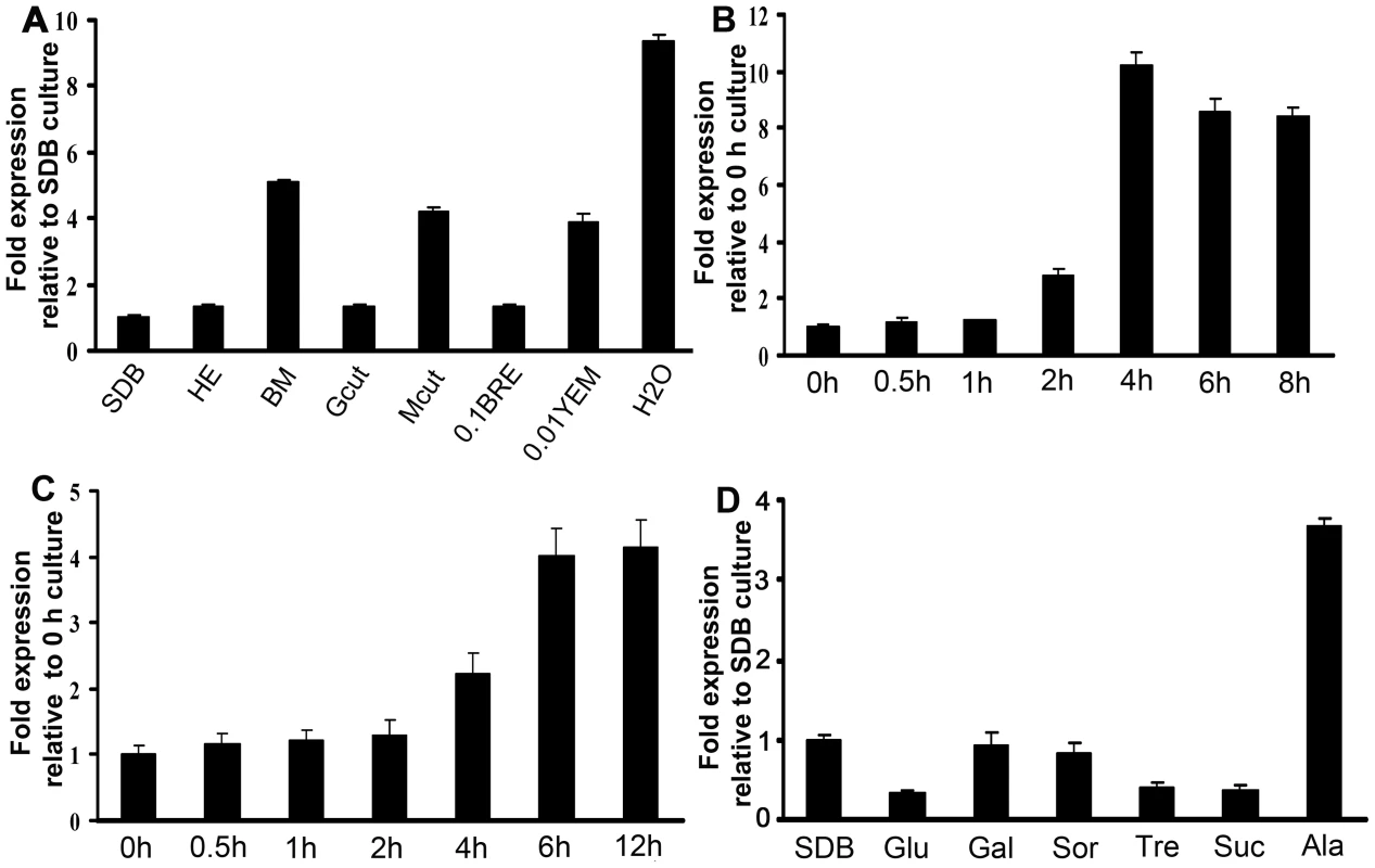 <i>Mest1</i> expression in wild type Mr2575, as measured by quantitative real-time RT-PCR.