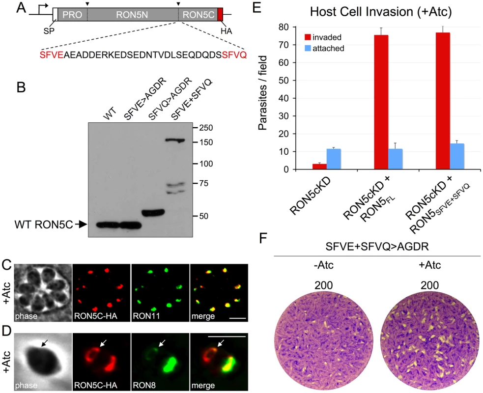 RON5N/C processing is dispensable for MJ complex function.