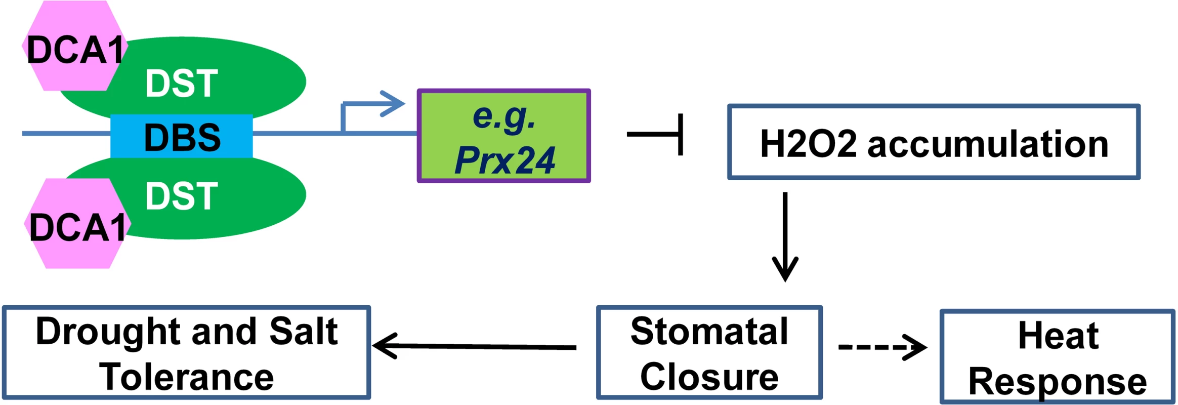Working model for the role of the DCA1-DST transcriptional regulation complex in plants.