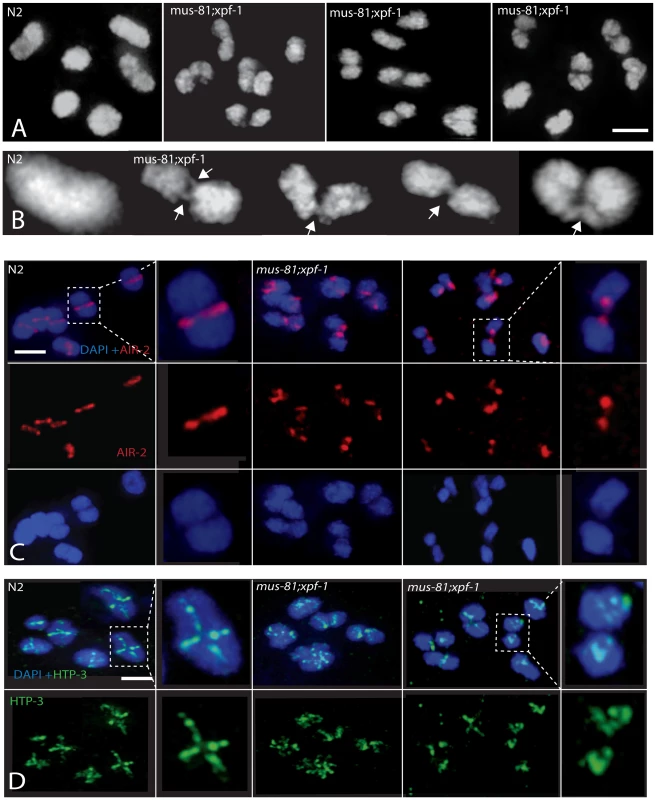 Comparison of diakinesis chromosome bivalents in wild type and <i>mus-81; xpf-1</i> animals.
