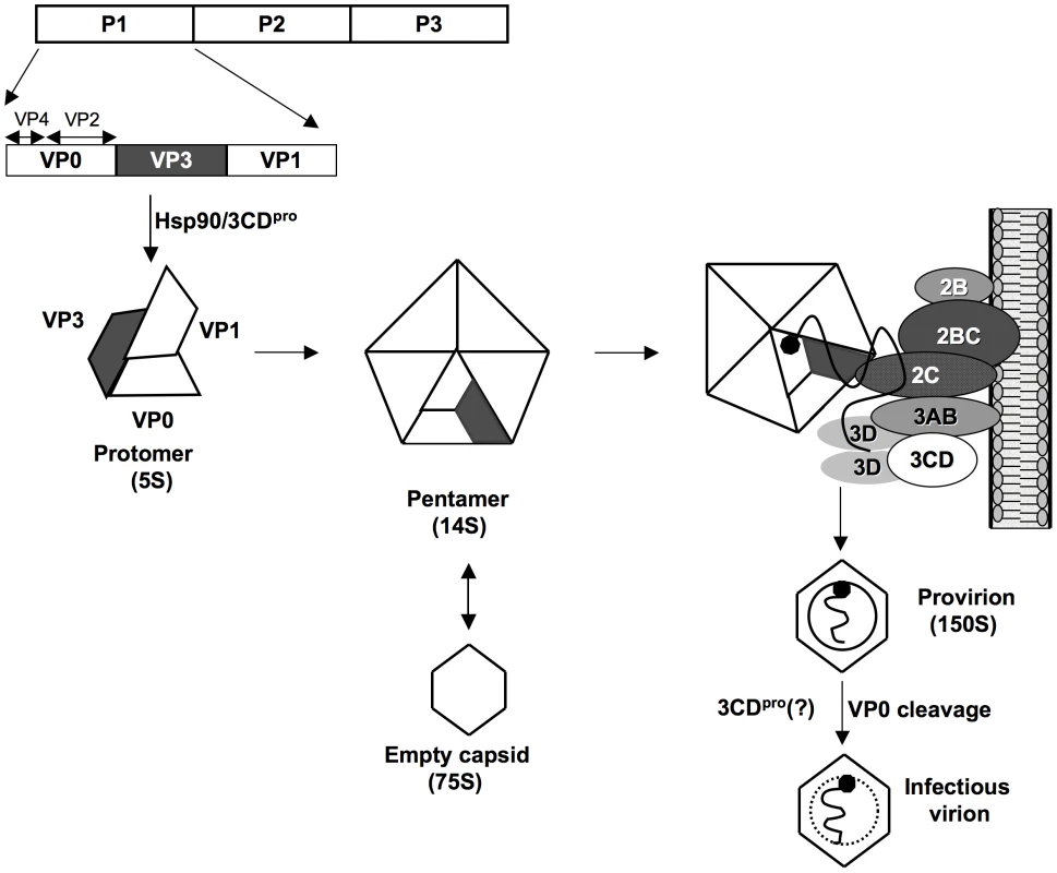 Model for C-HEVs morphogenesis involving the interaction between 2C<sup>ATPase</sup> and capsid protein VP3.
