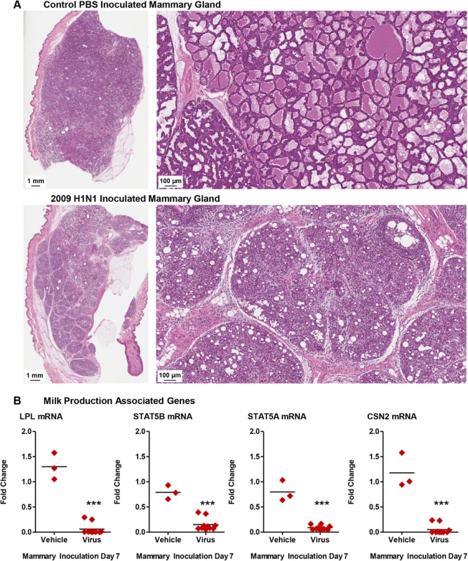 Influenza virus infection mammary glands causes milk cessation and the destruction of gland architecture.