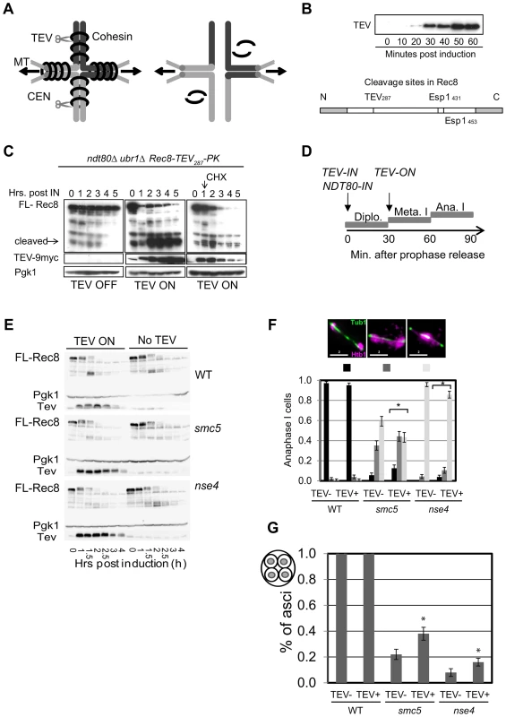Retained arm cohesin at anaphase I contributes to the chromosome resolution defect in the <i>smc5</i> and <i>nse4</i> mutants.
