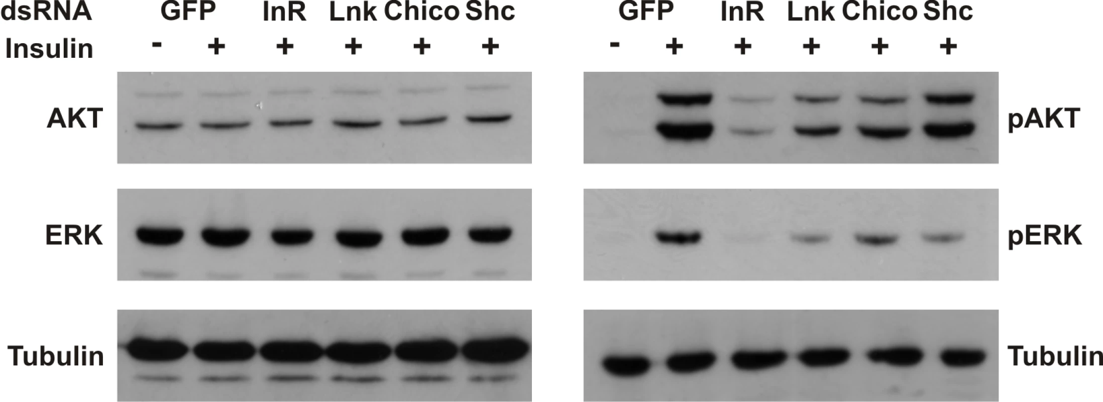 <i>Lnk</i> expression is required for insulin signaling and Ras/MapK signal transduction in flies.