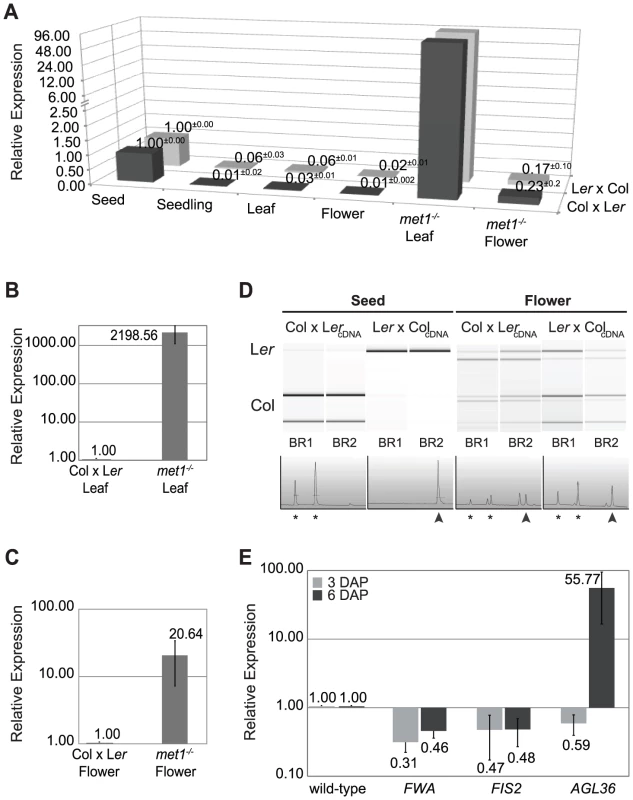 <i>AGL36</i> expression is controlled by MET1 and DME.