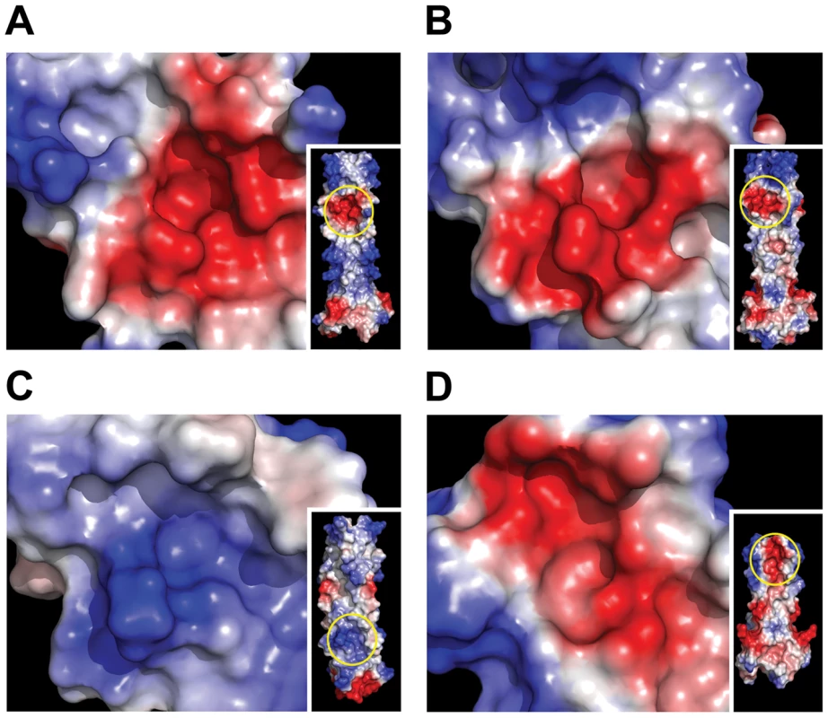 Electrostatic surface analysis of retroviral coiled-coils reveals the presence of key charged-surrounded pockets.