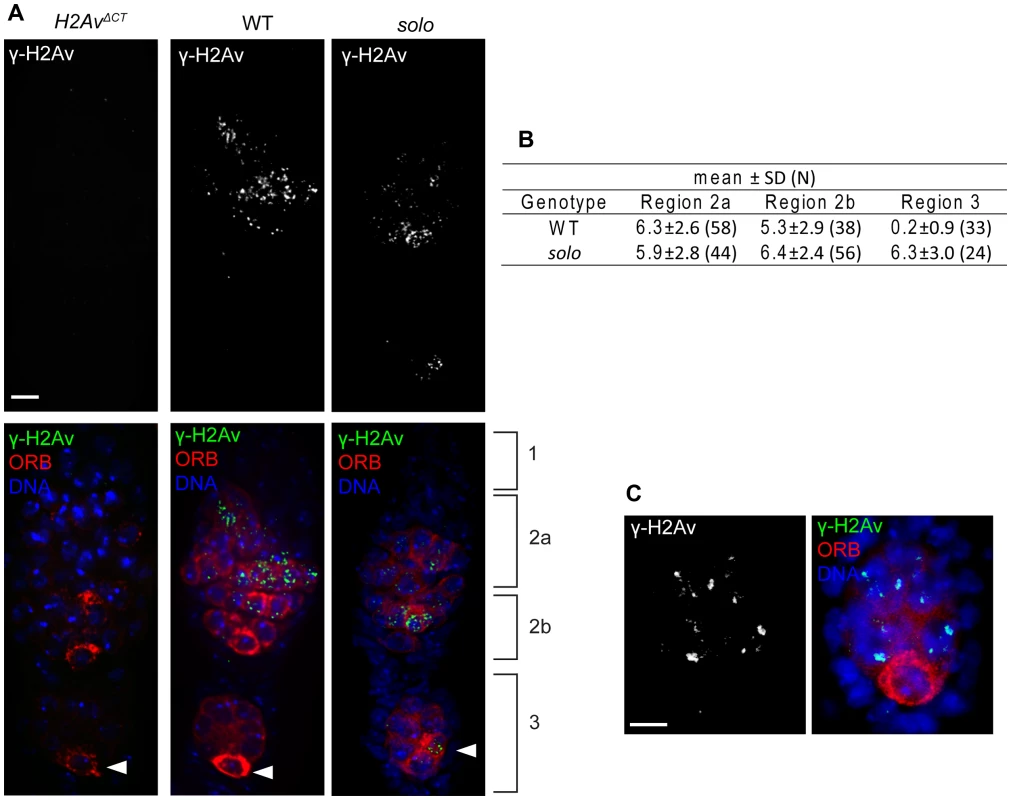 <i>solo</i> mutations cause a transient delay in DSB repair.