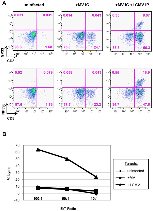 LCMV-specific CD8<sup>+</sup> T cells are found within the brains of co-infected mice.