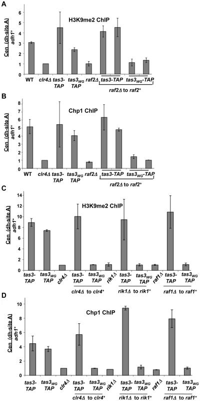 Components of the Clr-C complex are required for establishment of H3K9me2 at centromeres.