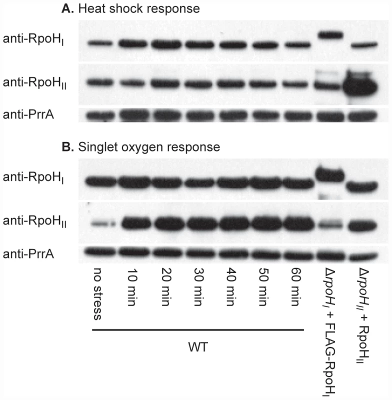RpoH<sub>I</sub> and RpoH<sub>II</sub> accumulation following heat and singlet oxygen stresses.