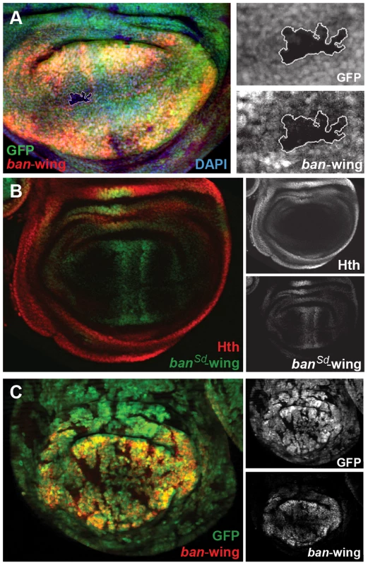 Sd and Yki regulate the <i>bantam</i> wing enhancer.