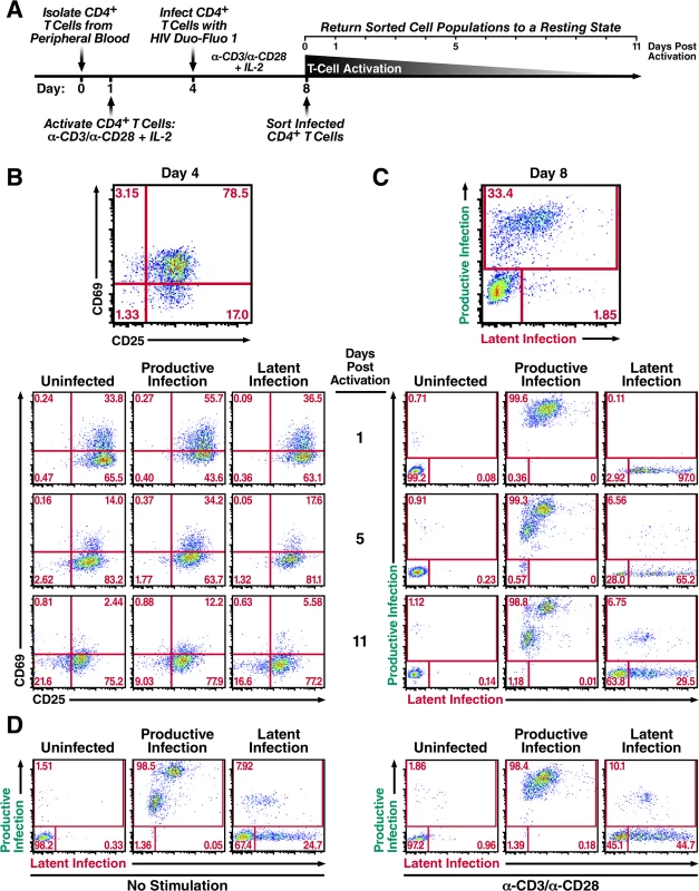 Productively infected and latently infected primary CD4<sup>+</sup> T cells isolated by FACS return to a resting state.