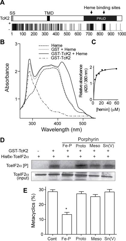 Heme binds specifically to the catalytic domain of TcK2 and inhibits TceIF2α phosphorylation and metacyclogenesis.