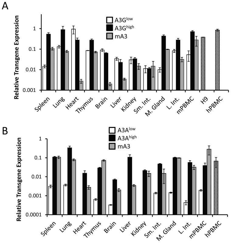 Expression of A3A and A3G transgenes.
