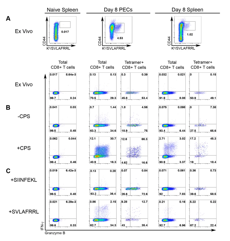 Effector molecule expression among tgd057-specific CTLs.
