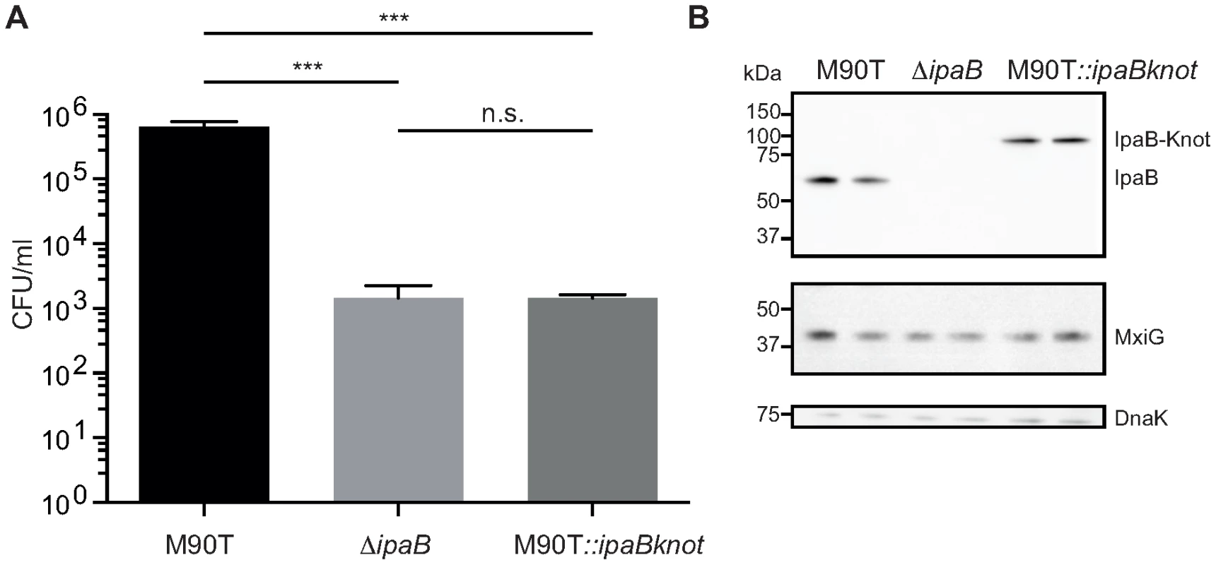 Invasion is attenuated in M90T carrying the fusion allele.