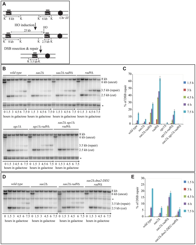 Deletion of <i>RAD9</i> rescues DSB repair defects of <i>sae2</i>Δ cells through <i>SGS1</i> and <i>DNA2</i>.