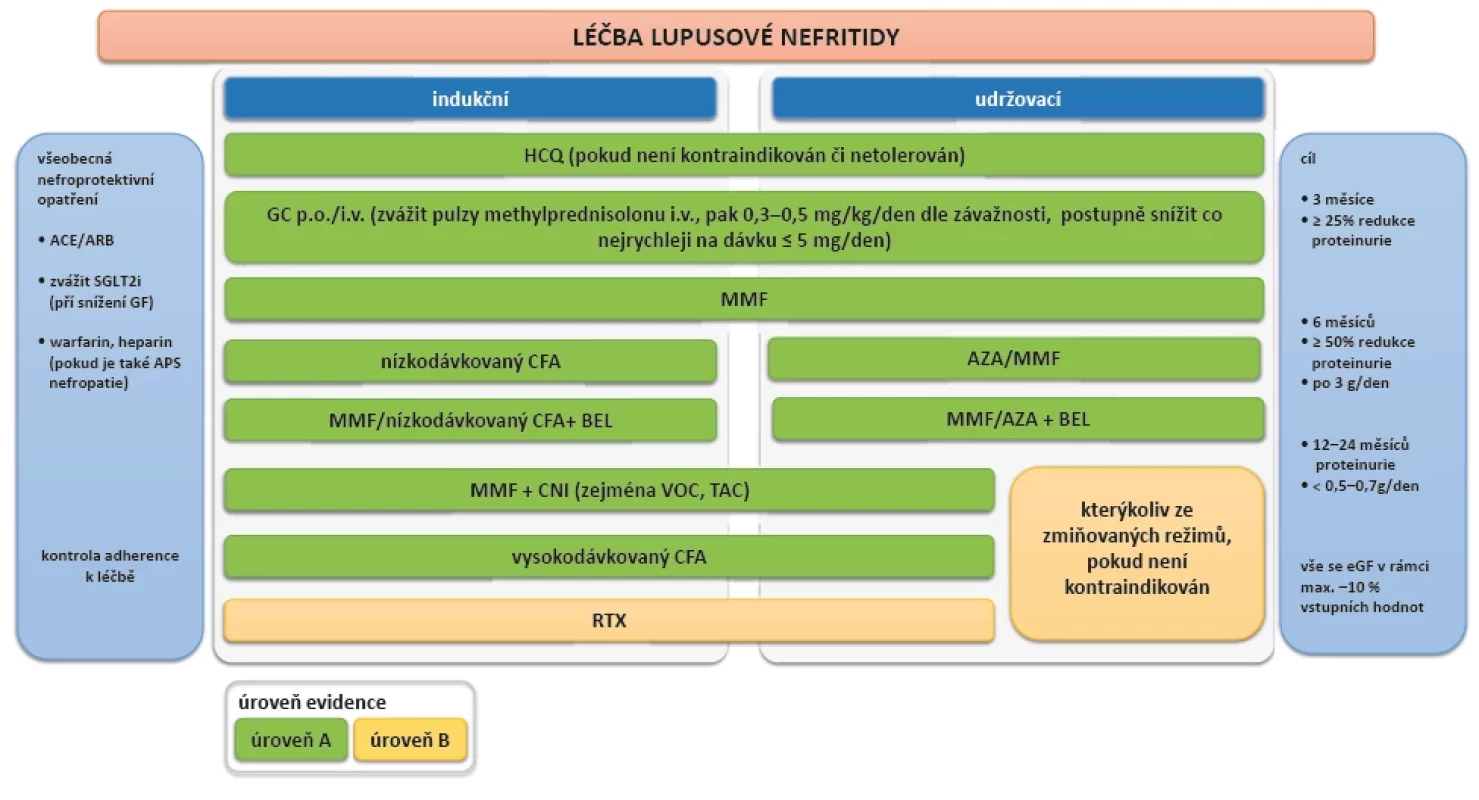Léčba lupusové nefritidy dle doporučení EULAR z roku 2023 (upraveno dle 13) Všeobecná a nefroprotektivní opatření jsou stejně jako podání HCQ a kortikoidů součástí všech léčebných režimů. Indukční režimy zahrnují podání samotného MMF, nízkodávkovaný CFA, kombinaci MMF či CFA s belimumabem či kombinaci MMF s CNI (zejména voclosporin či tacrolimus). Vysokodávkovaný CFA je rezervovaný pro prognosticky závažné formy LN, rituximab pak pro refrakterní či recidivující formy, zejména po selhání léčby CFA. Udržovací režimy spočívají pak v podání samotného MMF nebo AZA či kombinace MMF/AZA s belimumabem nebo prodloužení režimu s CNI.