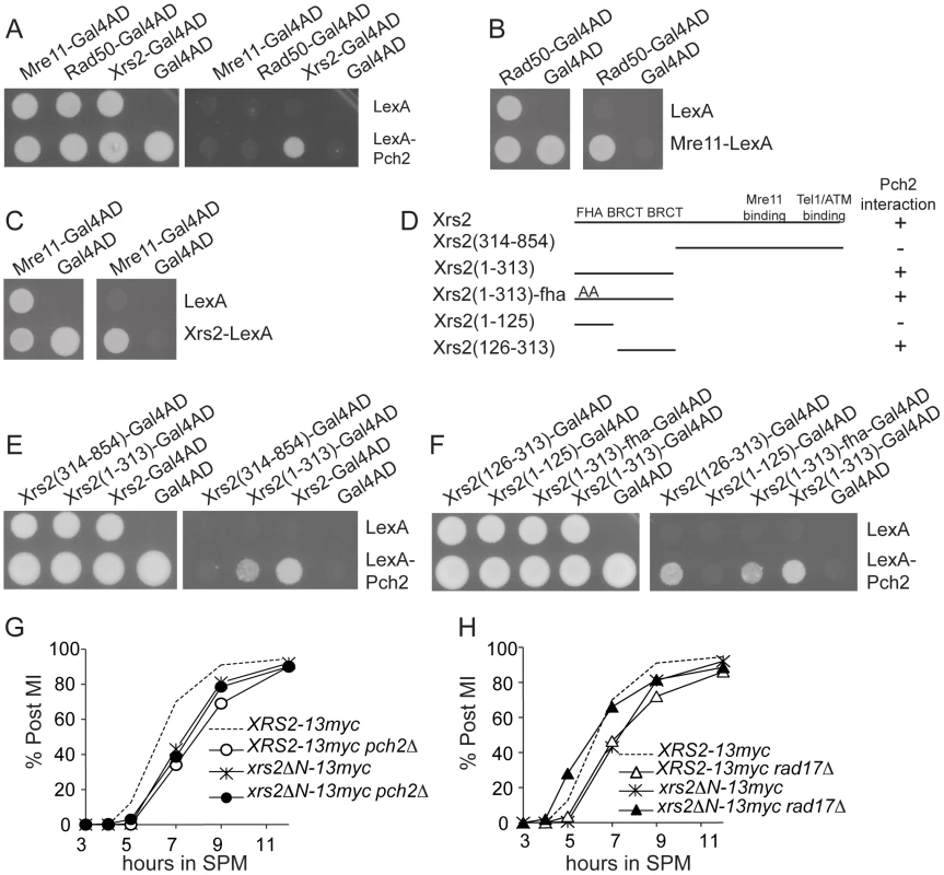 Pch2 interacts with putative BRCT repeats of Xrs2.