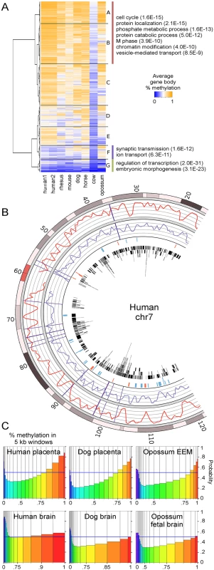 Regions of high methylation in placentas cover gene bodies.