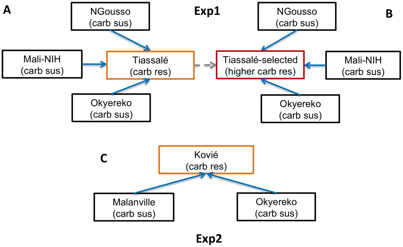 Microarray experimental design.