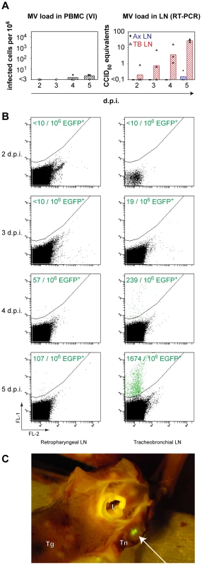 Systemic rMV<sup>KS</sup>EGFP replication.