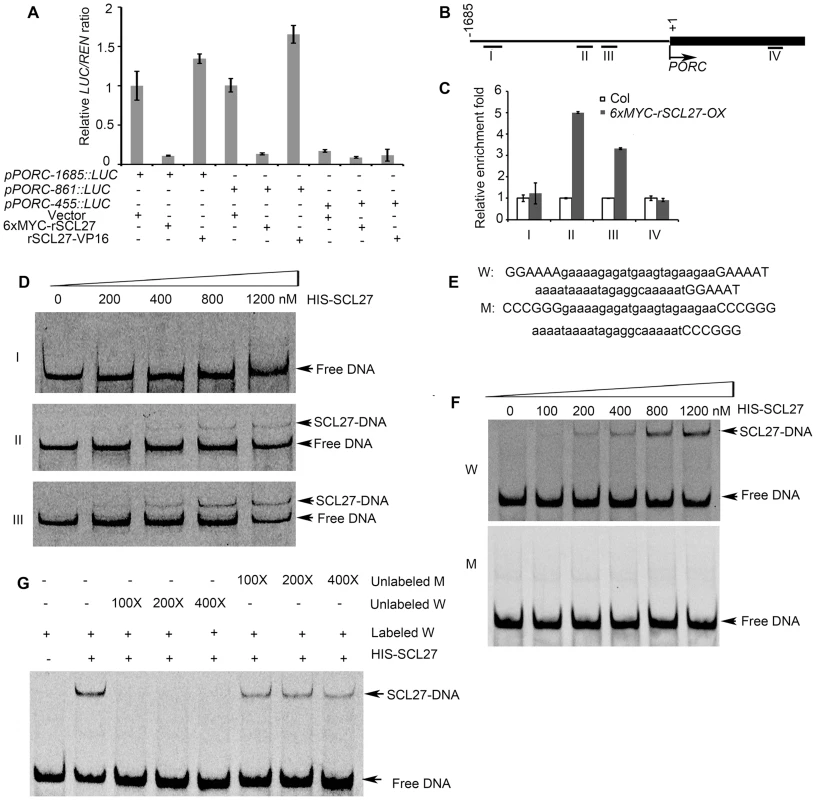 SCL27 binds to the <i>PORC</i> promoter.