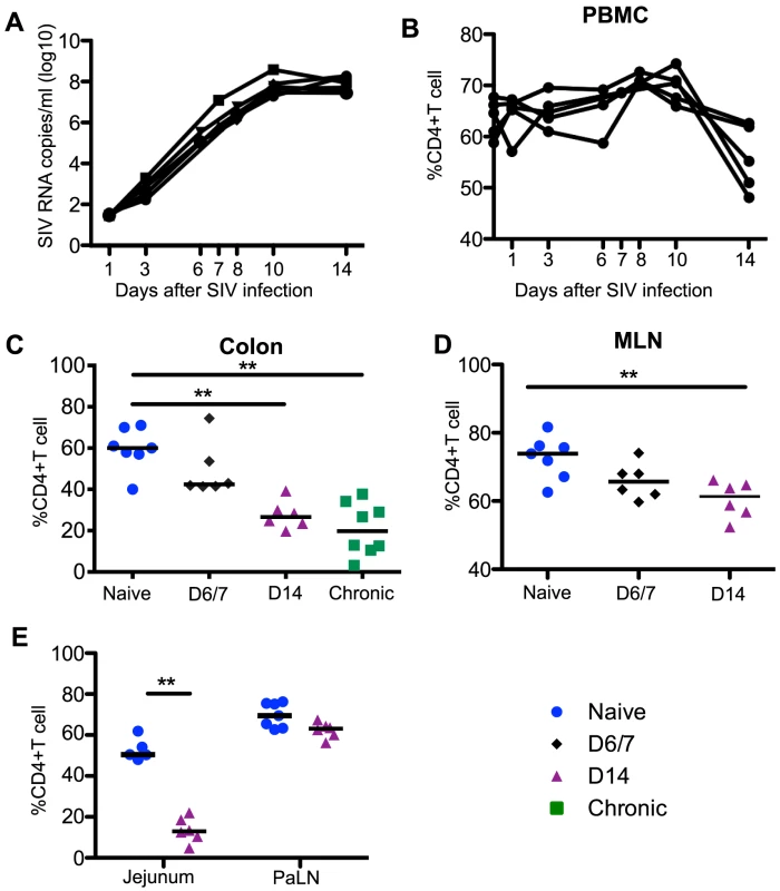 Plasma viremia and CD4<sup>+</sup>T cell dynamics in SIV infection.