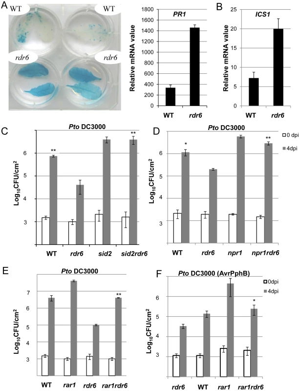 Enhanced basal resistance towards <i>Pto</i> DC3000 observed in the <i>rdr6</i> mutant requires SA and proper chaperoning of NLRs.