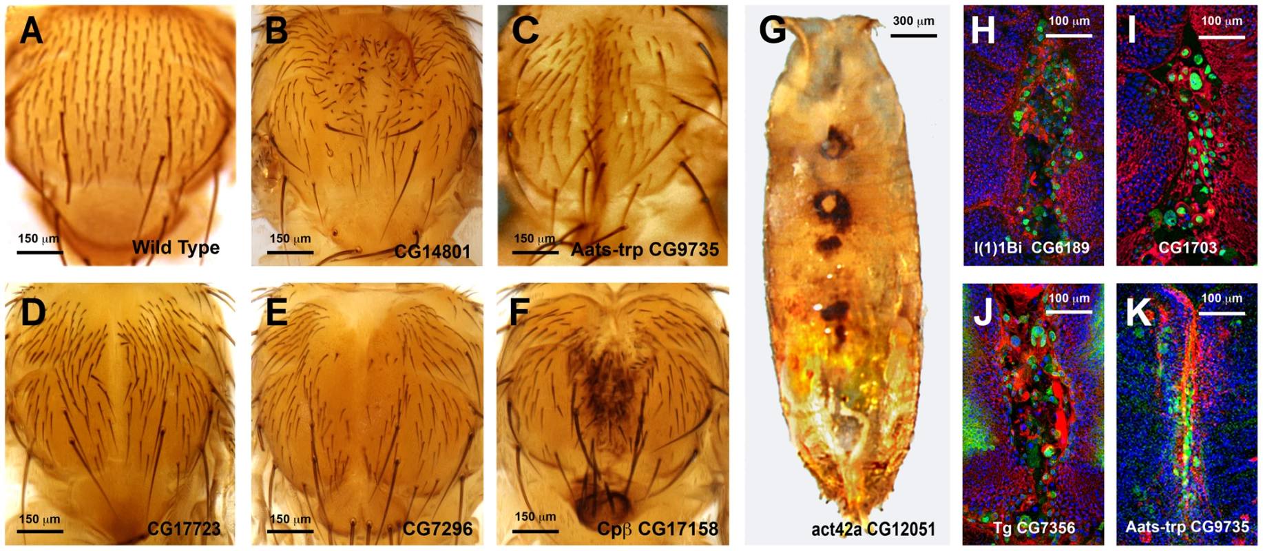 Thorax fusion phenotypes.