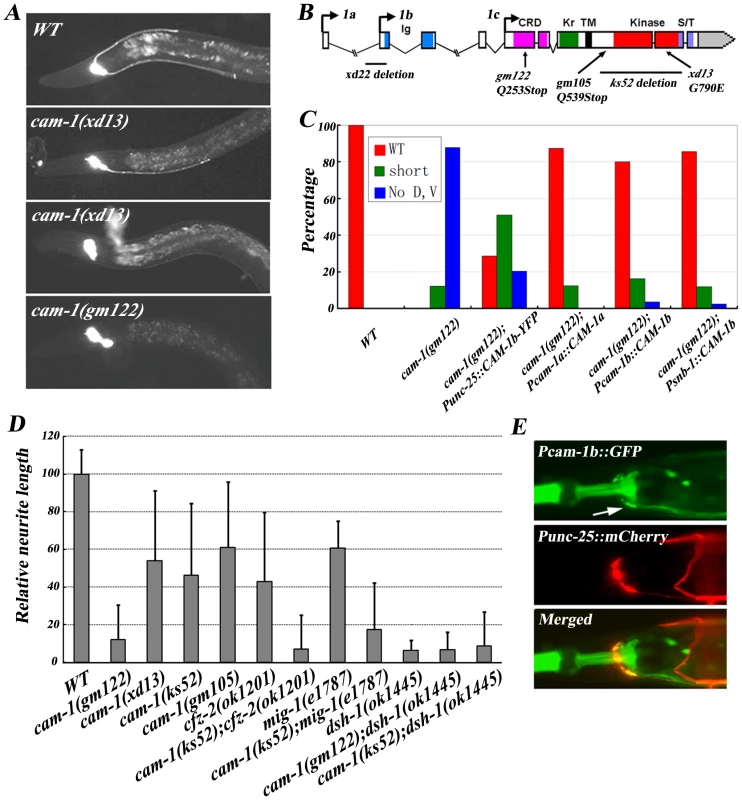 <i>cam-1</i> regulates RMED/V neurite A/P guidance.