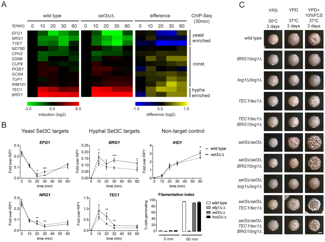 The Set3C modulates morphogenesis through a TF cluster.