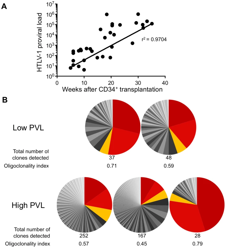 Proviral load and clonality in HTLV-1-infected HIS Rag2<sup>-/-</sup>γ<sub>c</sub><sup>-/-</sup> mice.