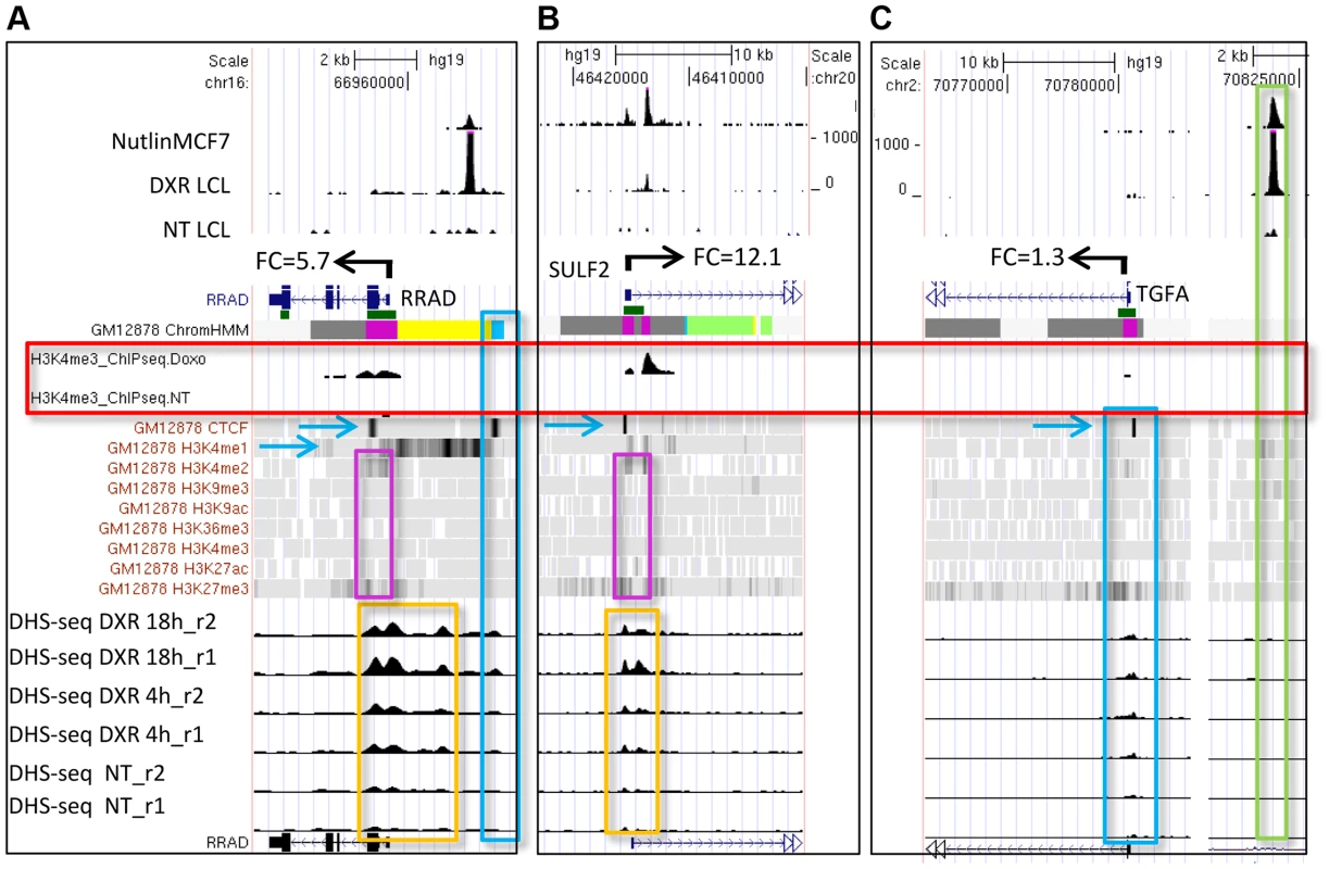 Dynamic changes in chromatin accessibility accompany gene expression change.
