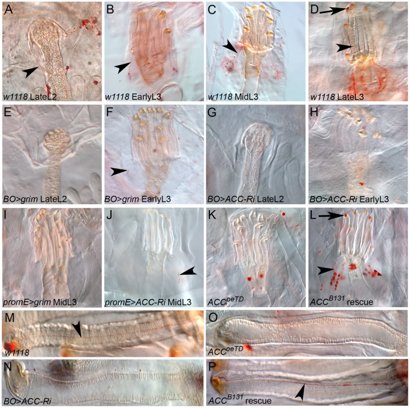 Lipid transfer within the anterior spiracles.
