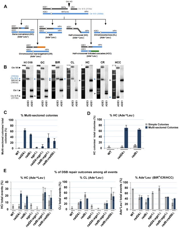 Distribution of repair outcomes in checkpoint-deficient mutants.